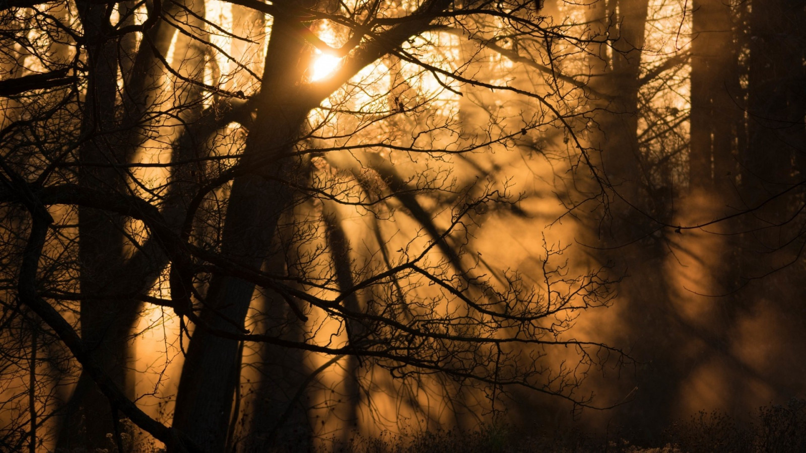 slunečnímu záření, stromy, les, západ slunce, noc, Příroda, odraz, stín, zima, silueta, větev, večer, ráno, mlha, slunce, prach, světlo, strom, podzim, list, rostlina, sezóna, tma, zálesí, místo výskytu, přírodní prostředí, atmosférický jev, dřevina