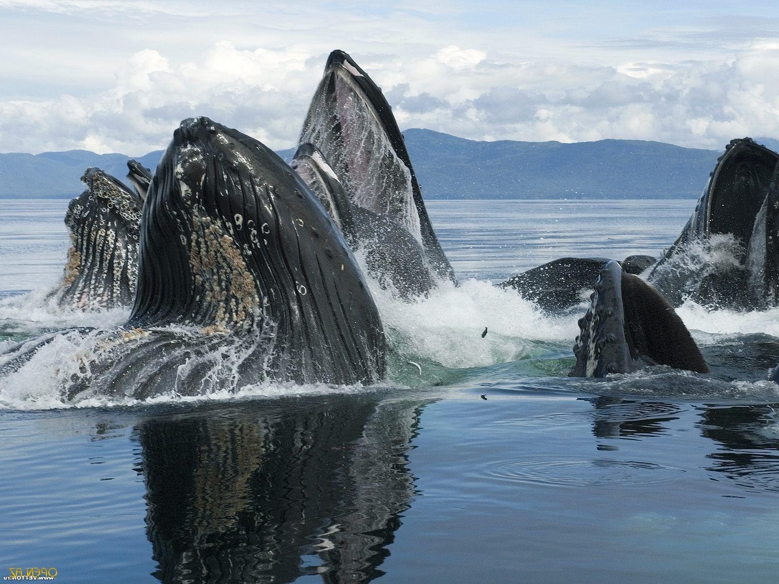 moře, velryba, Keporkak, savec, 1600x1200 px, obratlovců, mořská vlna, mořská biologie, mořští savci, velryby delfínů a sviňuch, šedá velryba, zabijácká velryba