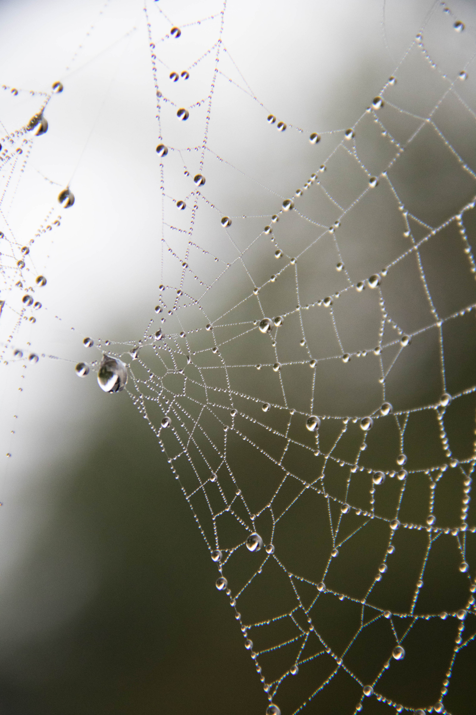 acqua, natura, riflessione, modello, ragno, rugiada, Aracnide, far cadere, vatten, natur, Spindeln t, Materiale, gocciolina, s dersl TT, reflektion, m nster, Dagg, n t, vattendroppe, ala, fauna, avvicinamento, fotografia macro, invertebrato, umidità, artropodo, ragnatela, oppureb ragno tessitore, araneus, giardino ragno europeo