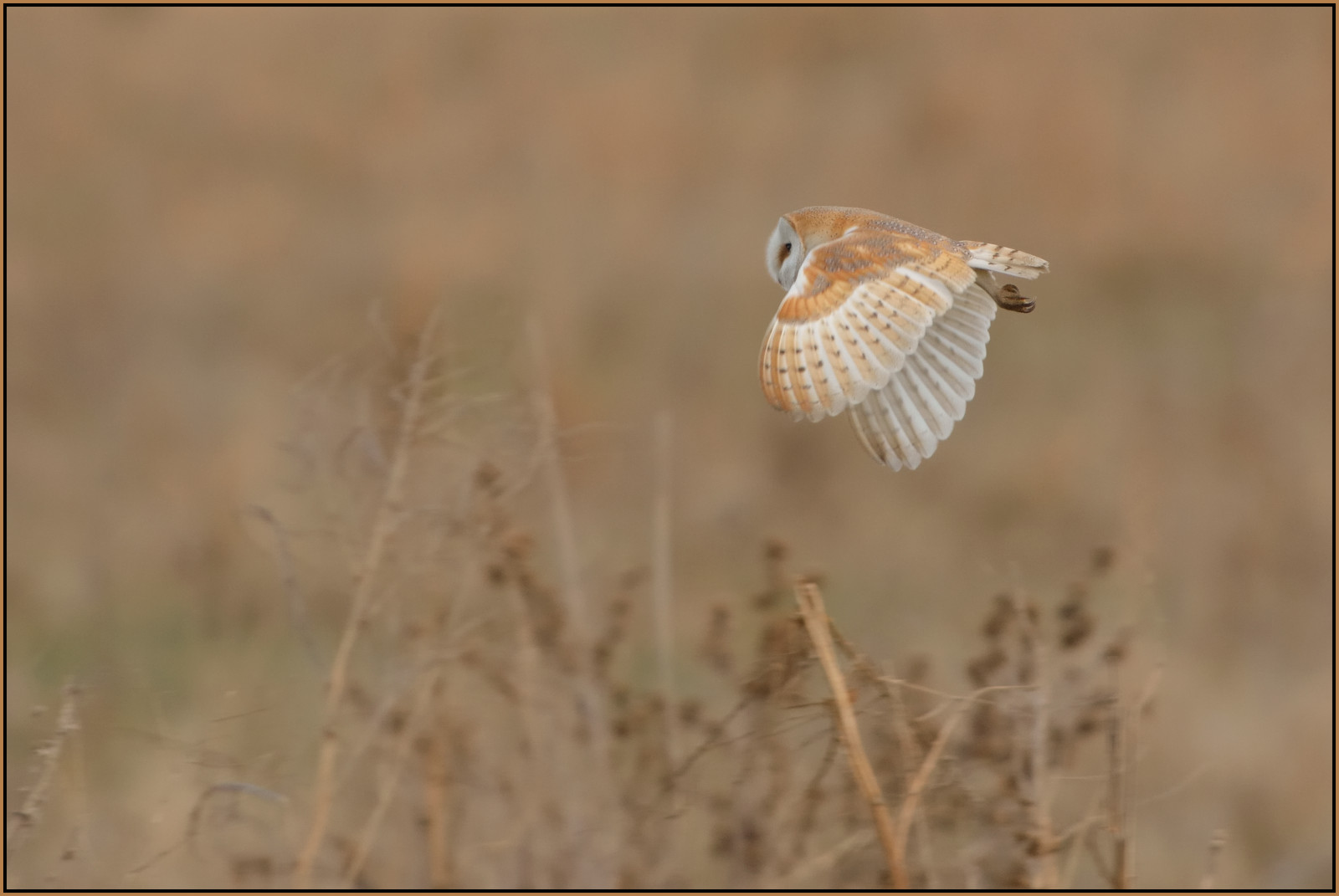 natura, volante, natura, uccello rapace, fienile, gufo, becco, Preda, saccheggiatore, Volo, uccello, falco, birdofprey, ala, fauna, prateria, prenotare, ecoregione, palude, holme, Cambridgeshire, Grandefen, Greatfenproject