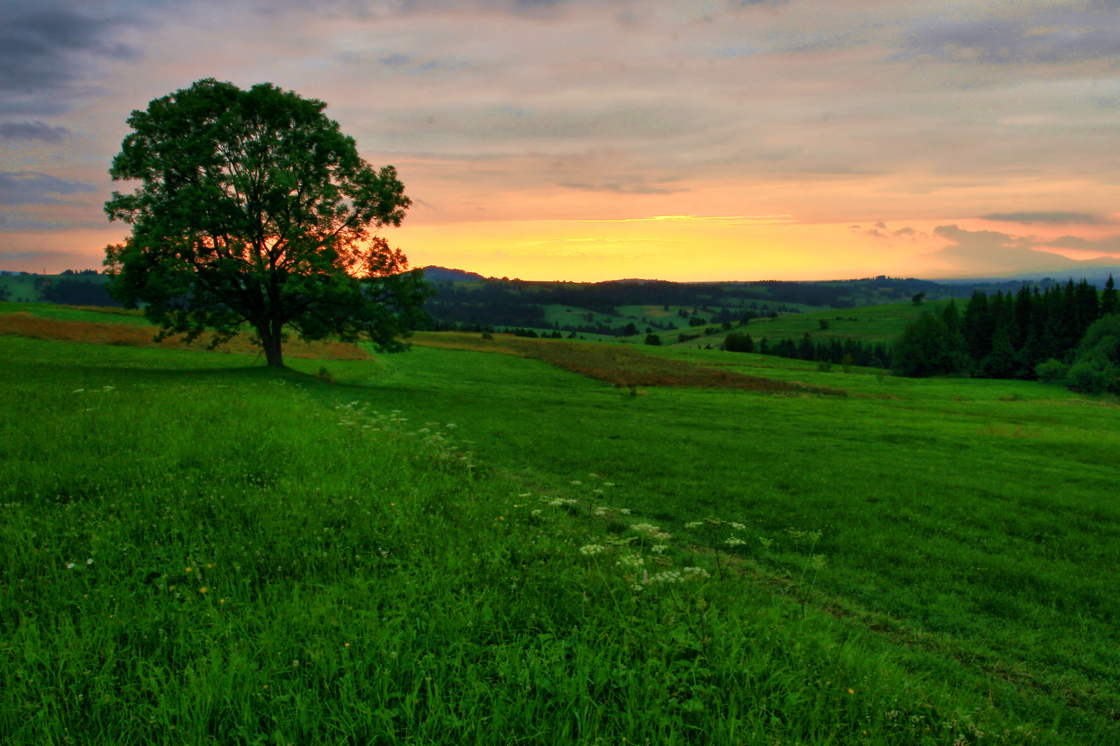 krajina, západ slunce, kopec, Příroda, tráva, nebe, pole, zelená, ráno, horizont, Zakopane, plošina, PRADO, mrak, strom, západ slunce, hora, lučina, arbol, pastvina, zemědělství, louka, arbre, výložník, prostý, sonnenuntergang, baum, Arvore, ka, trávník, prérie, Zach d, drzewo, albero, Wiese, venkov, místo výskytu, přírodní prostředí, geografický rys, ekosystém, prato, puestadelsol, Západ slunce, coucherdusoleil, pr, frais, lonelytree, widok, a a, Pradelle, Zb, ay r, arbresolitaire, einsamerbaum, rbolsolitario, alberosolitario, siuloon
