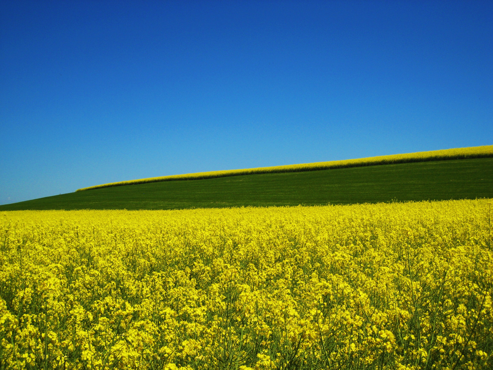 อาหาร, เนินเขา, ธรรมชาติ, หญ้า, ท้องฟ้า, ฟิลด์, สีเขียว, สีเหลือง, สีน้ำเงิน, ขอบฟ้า, สวิตเซอร์แลนด์, Rapeseed, ดอกไม้, ทุ่งหญ้า, ปลูก, คาโนลา, เกษตรกรรม, ทุ่งหญ้า, ที่ราบ, anawesomeshot, abigfave, Soe, theunforgettablepictures, golddragon, platinumphoto, ช่างภาพเพชร, flickrdiamond, goldstaraward, อันดับแรก, damniwishidtakenthat, infinestyle, magicdonkeysbest, world100f, วิสัยทัศน์, ทุ่งหญ้า, Goldenvisions, themoulinrouge, thegoldendreams, พืช, superfaveme, nassenwil, thegardenofzen, onblue, เขตชนบท, ผลิต, โรงงานที่ดิน, พืชดอก, วิสัยทัศน์ 100, ระบบนิเวศ, ครอบครัวหญ้า, ผัก, Braseriaica, โรงงานมัสตาร์ด, brassica rapa, มัสตาร์ดและครอบครัวกะหล่ำปลี, holidaysvacanzeurlaub, favemegroup10