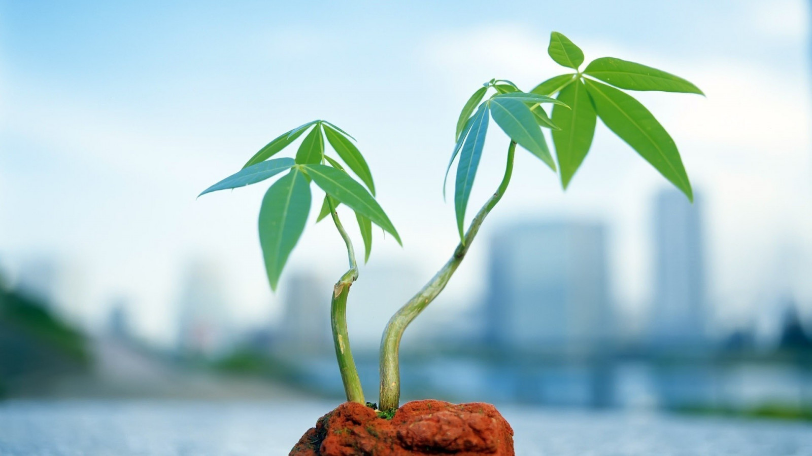 Sonnenlicht, Blätter, Lebensmittel, Natur, Pflanzen, Ast, Grün, Wind, Baum, Blatt, Blume, Pflanze, Flora, Tropen, Computer-Tapete, produzieren, Botanik, Landanlage, blühende Pflanze, Makrofotografie, Arecales