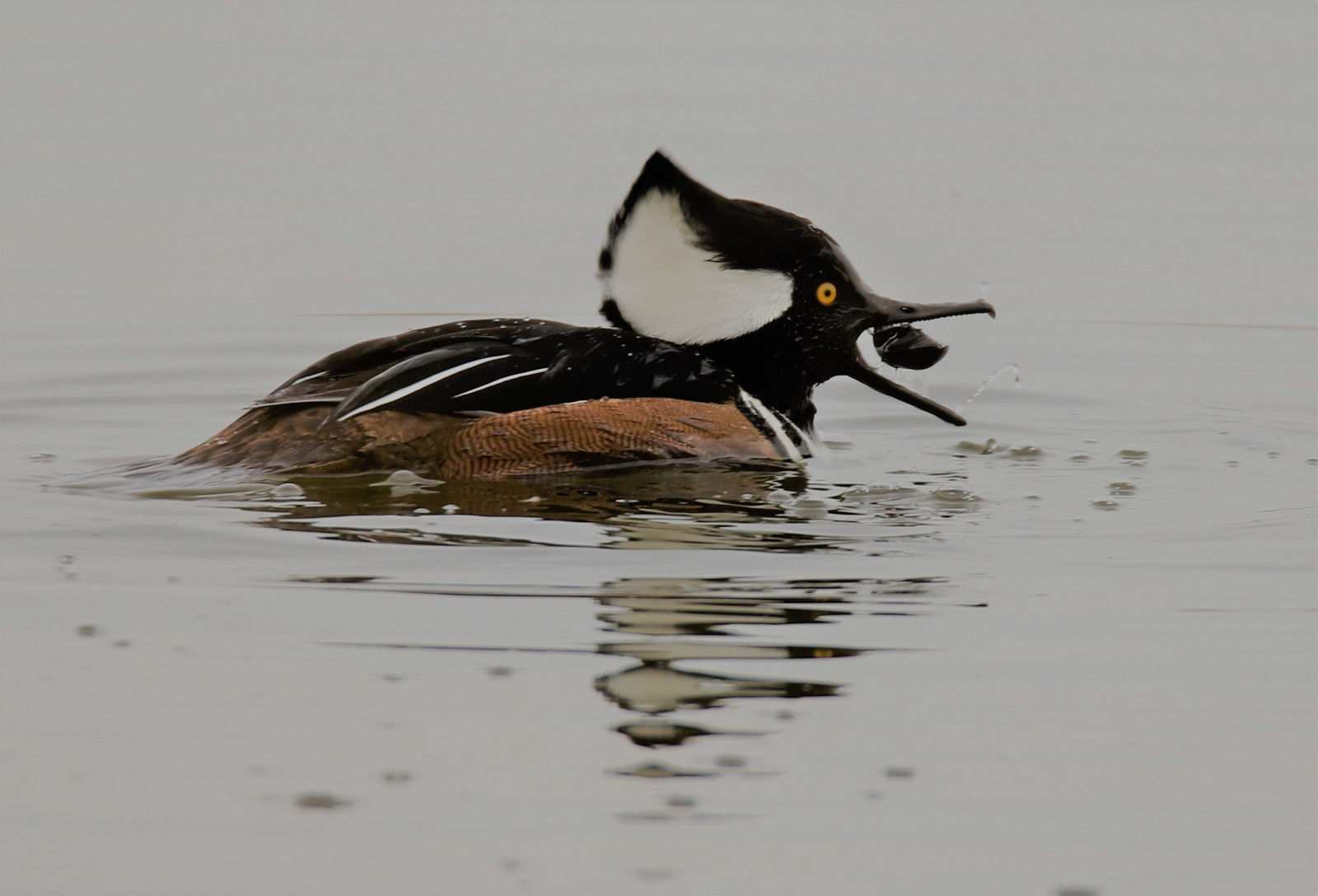 slunečnímu záření, sport, Volně žijících živočichů, kachna, Spojené království, zobák, MK2, zaujatý, zvíře, flickr, Nový, venkovní, pták, fotografie, merganser, hloubka, křídlo, sigma, kent, 7d, fauna, beta, zobrazování, přidat, vodní ptáci, dungeness, obratlovců, vodní pták, s kapucí, kachen, hus a labutě, peří, 150600, shorebird, RSPB, grahamparrywildlife, Lophodytes, cucullatus, seaduck, Mergus