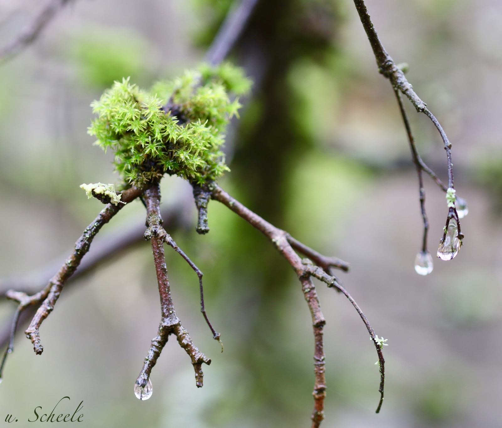 les, Příroda, tráva, rostliny, detailní, makro, větev, zelená, mráz, hnědý, Kánon, květ, jaro, strom, Tamron, podzim, list, květ, rostlina, venkovní, kapka vody, sezóna, přírodní, pokles, flóra, kapky, pupen, kapičky, makro, natur, digitální, gr n, kapky vody, Wald, eos, baum, fauna, rekuperační, tropfen, pflanze, nahaufnahme, ast, Regentropfen, větvička, Moos, botanika, dřevina, zblízka, keř, makro fotografie, trny trny a trny, závod stonek, braun, wassertropfen, sch rfentiefe, canoneos80d, Zweig, closeshot, eos80d, kapka s, ste