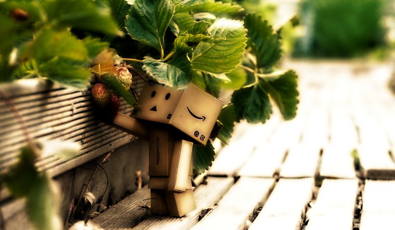 grass, Danbo, plant, 1854x1080 px, tree, leaf grass, Danbo, plant, 1854x1080 px, tree, leaf
