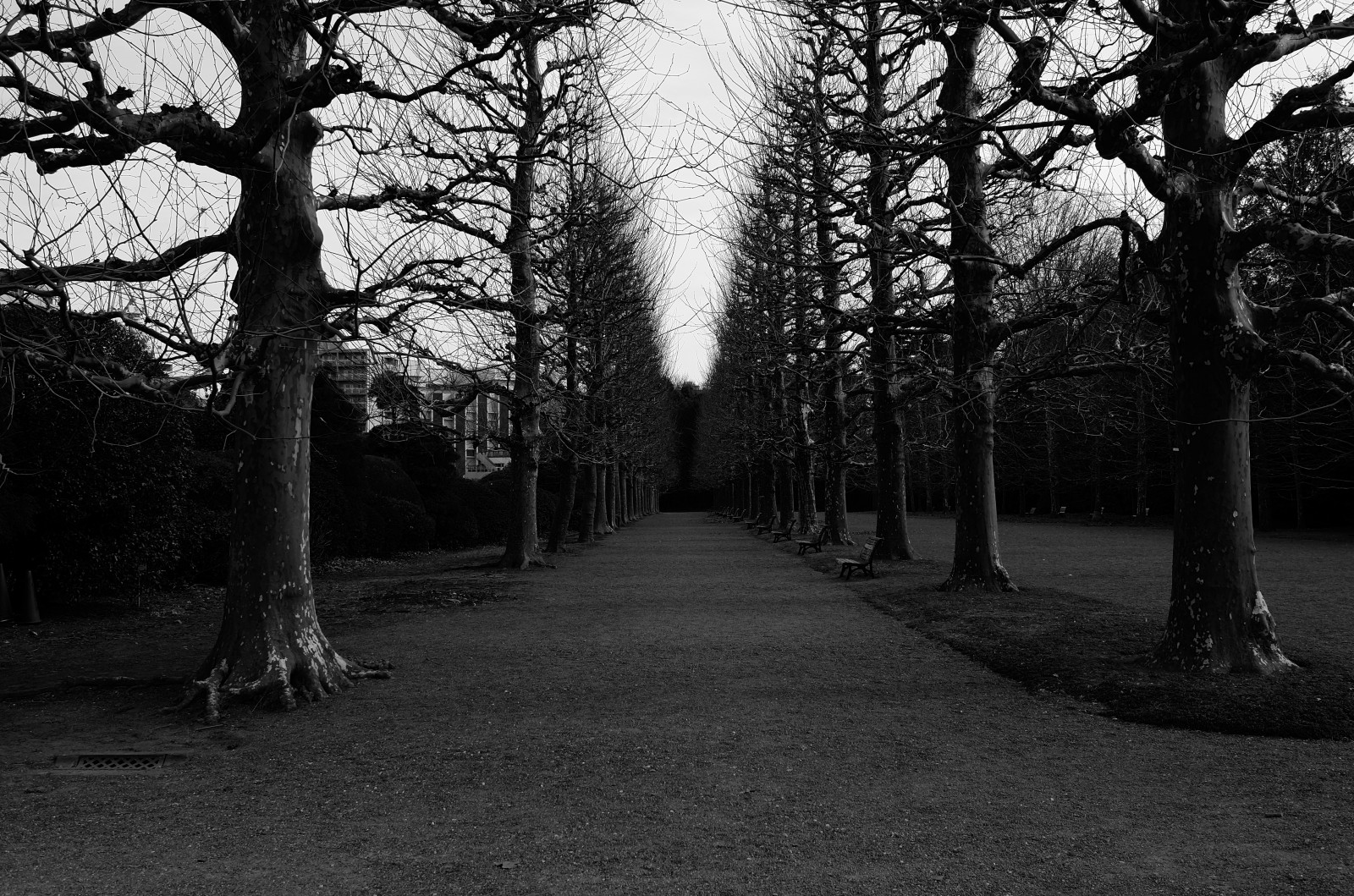 Japonsko, slunečnímu záření, les, bílý, Černá, černobílý, tráva, park, stín, fotografování, ráno, Leica, Tokio, jp, světlo, strom, podzim, list, rostlina, sezóna, tma, T, shinjukgyoen, Shinjuku, leicat, summicront235, Summicron, t235, zálesí, Černý a bílý, monochromatické fotografování, dřevina