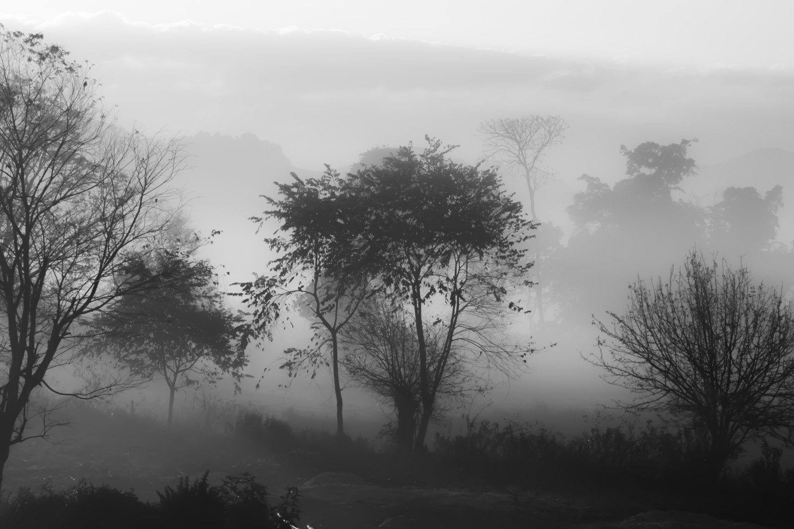 les, černobílý, Příroda, tráva, větev, vesnice, ráno, mlha, atmosféra, Myanmar, opar, Černý a bílý, mrak, strom, mlha, počasí, svítání, rostlina, Černá bílá, tma, arbre, noiretblanc, brouillard, venkov, atmosférický jev, Černý a bílý, monochromatické fotografování, dřevina, mrholení, Kalaw, birmanie