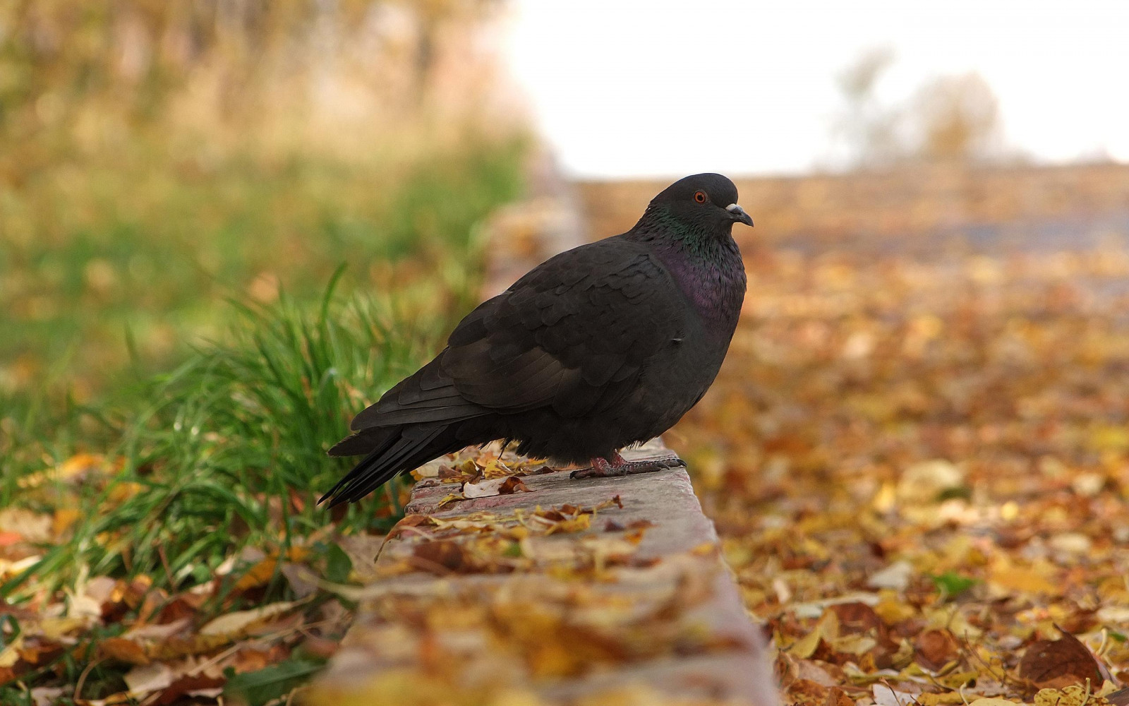 Wallpaper Pigeon Bird Fall Foliage Footpath 2560x1600 