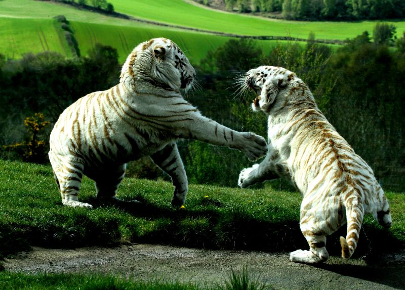 Liger, Tygrys, 4748x3412 px, bitwa, drapieżnik Liger, Tygrys, 4748x3412 px, bitwa, drapieżnik