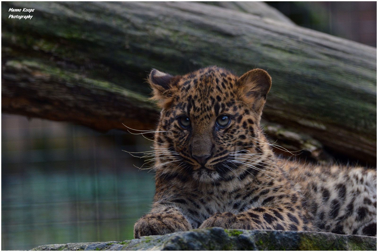 zvíře, zvěř, kočka, zoologická zahrada, velký, Belgie, belgie, Afričan, leopard, velká kočka, Dieren, dierentuin, Dierenpark, Olmen, Olmensezoo, Olmense