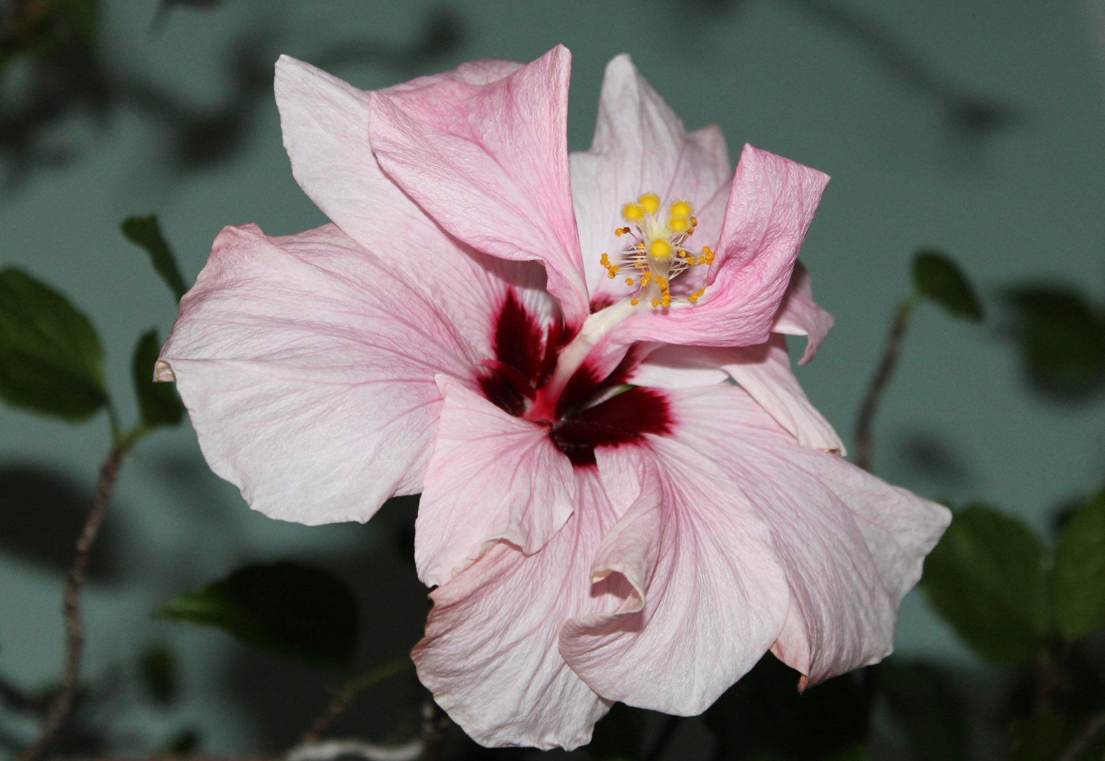 Příroda, makro, Lístky, květ, bokeh, růžový, jaro, křivky, romantický, čerstvý, ibišek, Krásná, květ, rostlina, flóra, dof, sladký, okvětní lístek, klasický, nádherný, elegantní, bello, bellissimo, natura, blýskavý, ozdobný, dolce, divoká rostlina, kvetoucí rostlina, jednoletá rostlina, classicbeauty, růže rodina, romantica, volánky, čínský ibišek, Slézotvaré, sléz rodina, fioro, china rose, bohatství, bylina