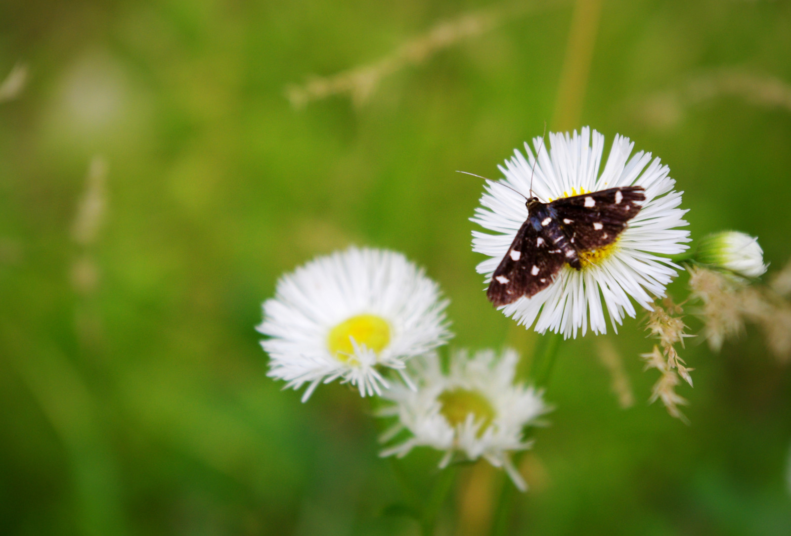 Wallpaper Japan, nature, grass, butterfly, insect, summer, blossom