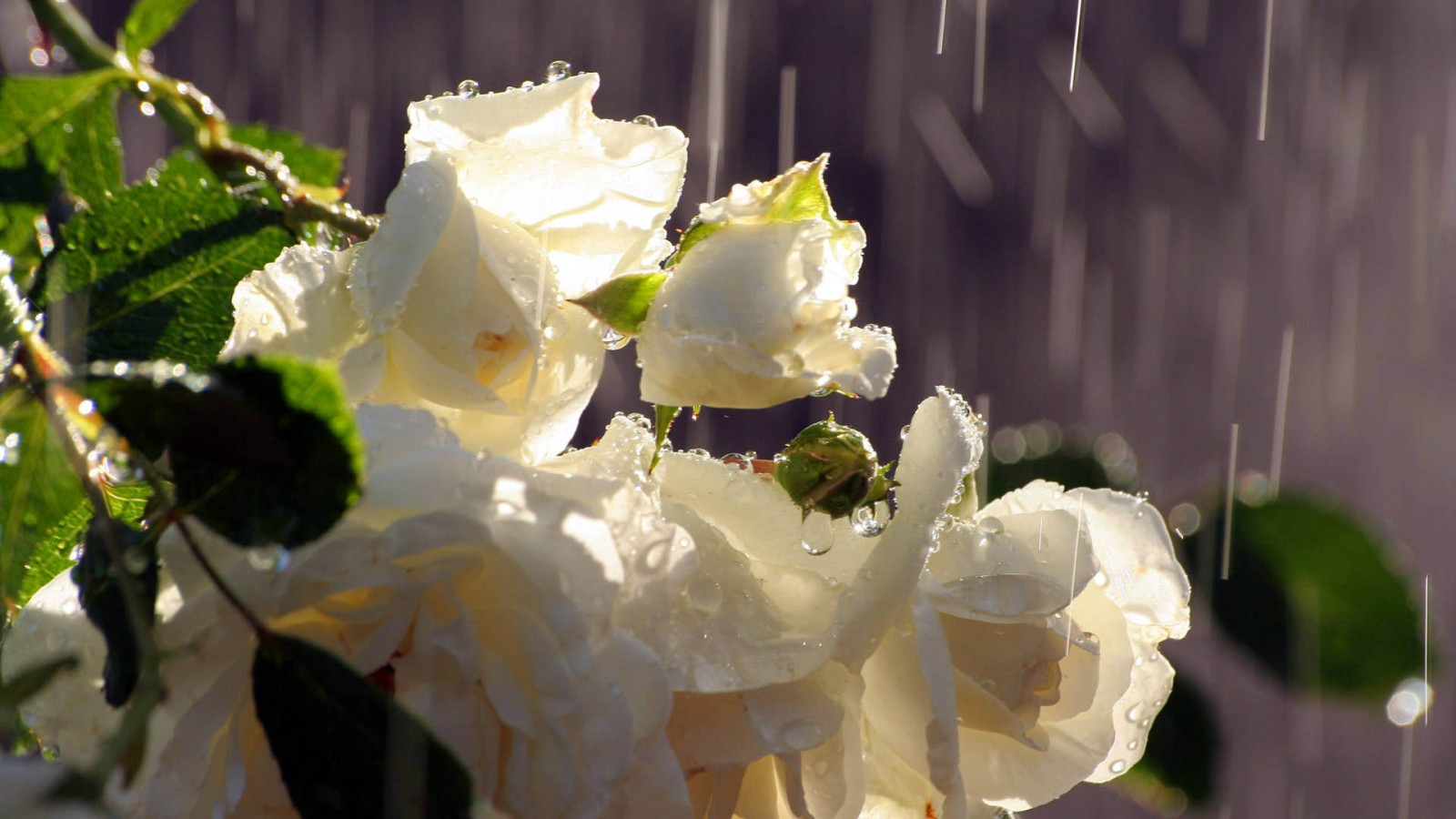rose_petals_white-599094.jpg!d