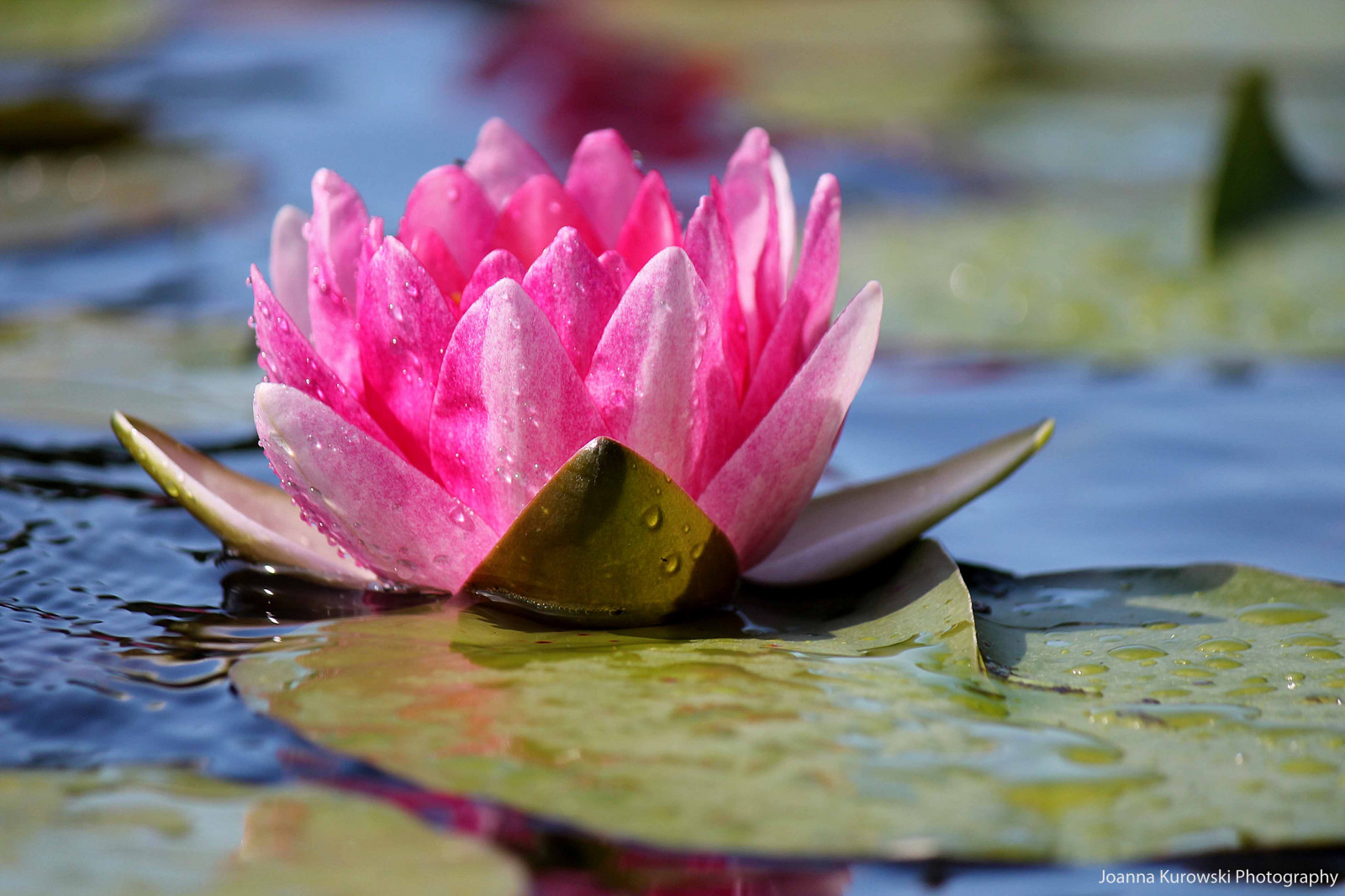 voda, Příroda, růžový, jaro, květ, rostlina, flóra, lekníny, okvětní lístek, zblízka, vodních rostlin