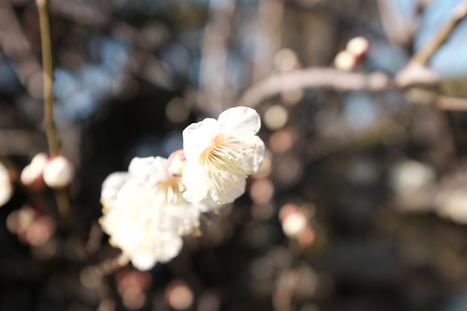 Japonsko, jídlo, Příroda, fotografování, větev, Třešňový květ, květ, jaro, Tokio, Fujifilm, strom, podzim, list, květ, rostlina, sezóna, UME, flóra, okvětní lístek, Fujinon, ikegamibaien, Ikegami, japaneseapricot, classicchrome, x, x100, x100t, vyrobit, botanika, kvetoucí rostlina, zblízka, makro fotografie