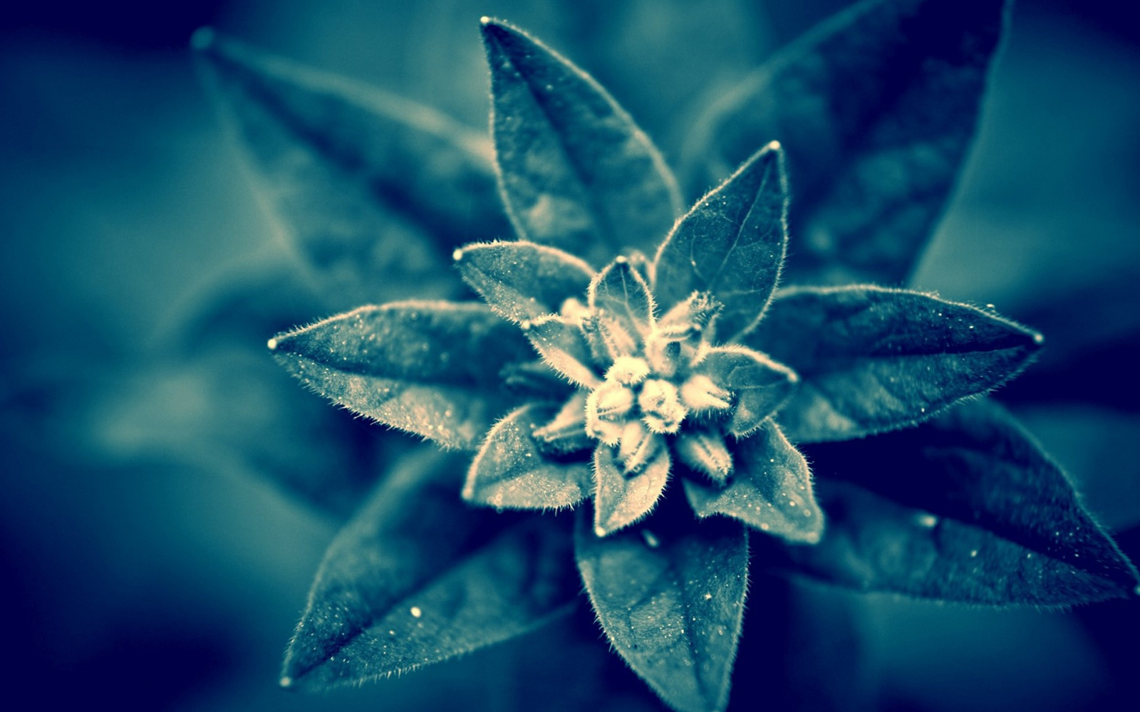 slunečnímu záření, Příroda, rostliny, fotografování, makro, větev, zelená, modrý, mráz, květ, list, květ, rostlina, flóra, tma, okvětní lístek, počítač tapeta, botanika, suchozemská rostlina, kvetoucí rostlina, zblízka, makro fotografie