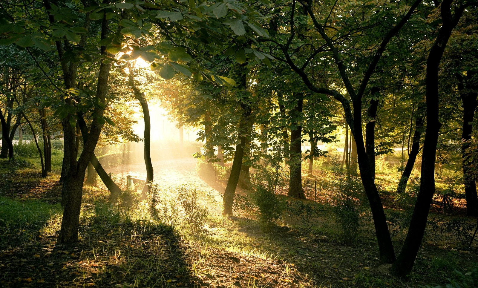 lumière du soleil, des arbres, paysage, forêt, la nature, les plantes, la photographie, branche, Matin, rayons de soleil, été, région sauvage, lumière, arbre, l'automne, feuille, saison, des bois, zone rurale, habitat, environnement naturel, Phénomène atmosphérique, Plante boisée, Écosystème, à feuilles caduques
