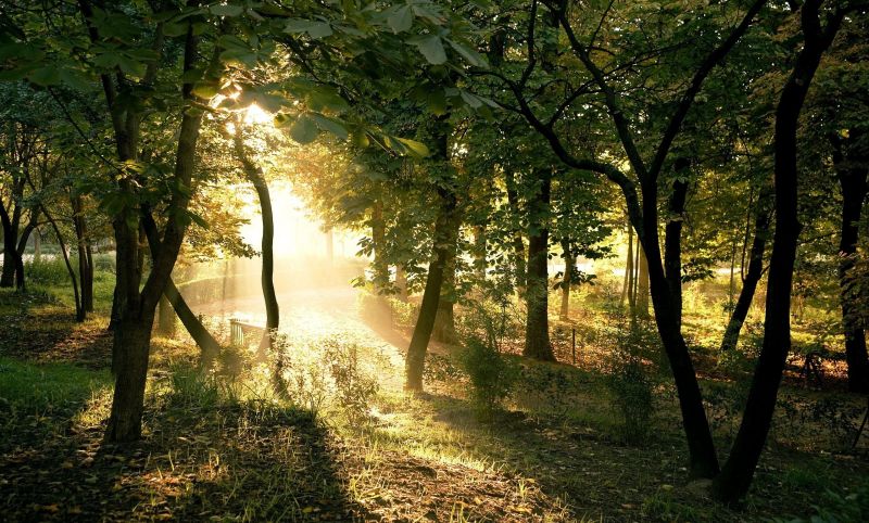 slunečnímu záření, stromy, krajina, les, Příroda, rostliny slunečnímu záření, stromy, krajina, les, Příroda, rostliny