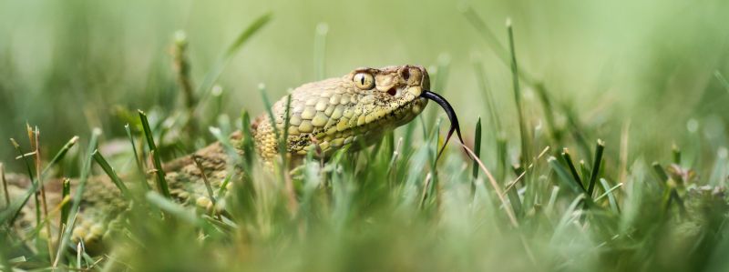 Příroda, tráva, had, zelená, Volně žijících živočichů, lučina Příroda, tráva, had, zelená, Volně žijících živočichů, lučina