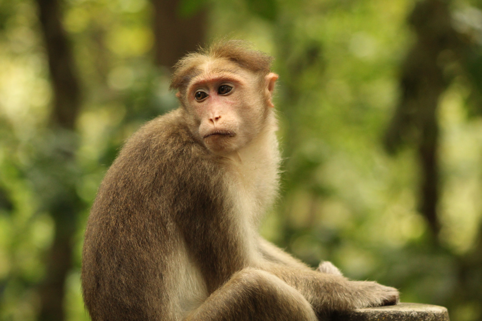 Sfondi foresta, scimmia, forest creature, paesaggio, Platinum Conception Wallpapers 5184x3456