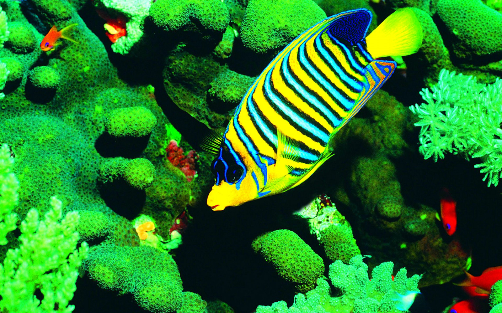 Sfondi 1920x1200 Px Pesce Pesci Natura Oceano Mare Vita Marina 