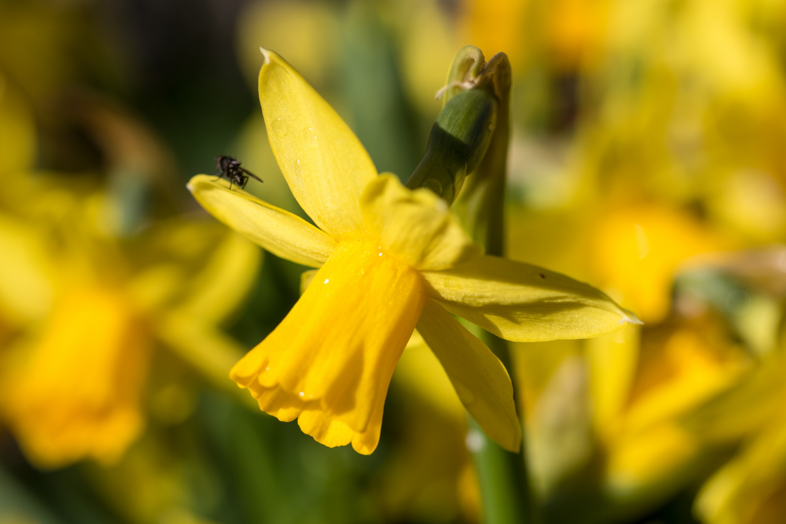 slunečnímu záření, Příroda, fotografování, hmyz, žlutý, květ, rostlina, narcis, flóra, fluga, gul, katrinetorp, katrinetorpslanderi, insekt, okvětní lístek, flyg, narcis, p sklilja, divoká rostlina, botanika, suchozemská rostlina, kvetoucí rostlina, zblízka, makro fotografie, závod stonek
