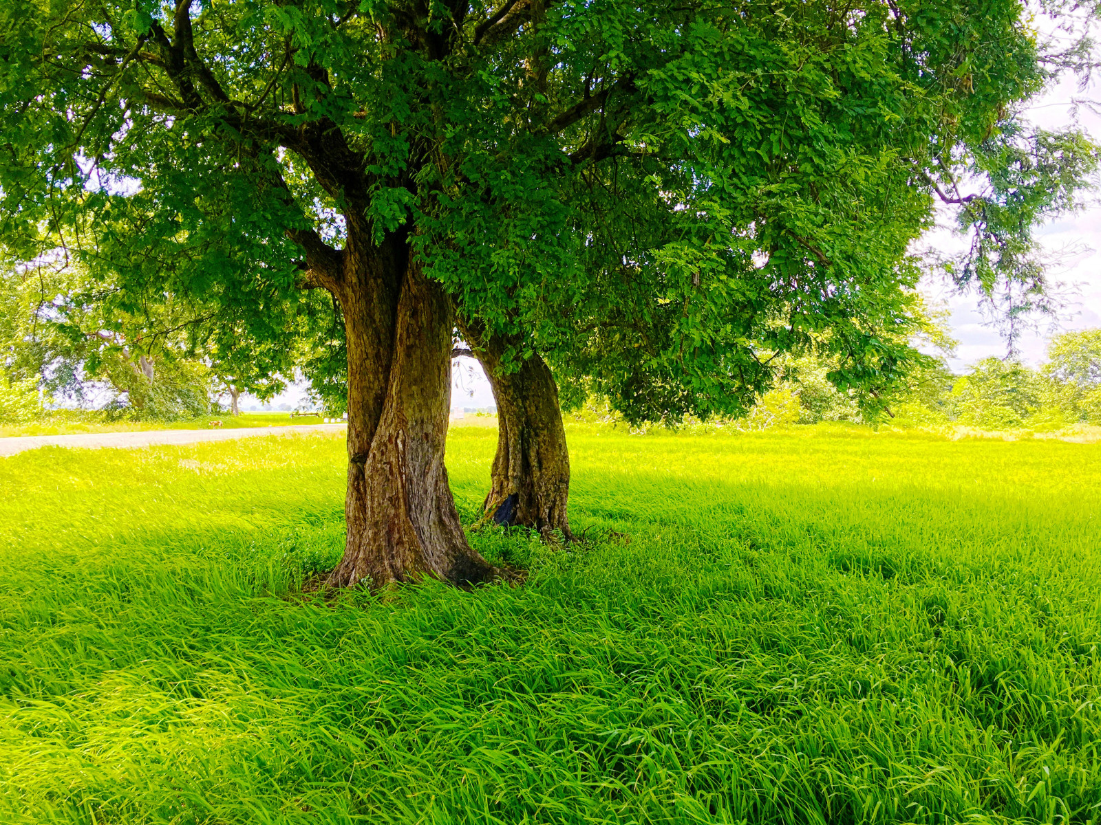 Fondos de pantalla luz de sol, Árboles, jardín, naturaleza, césped