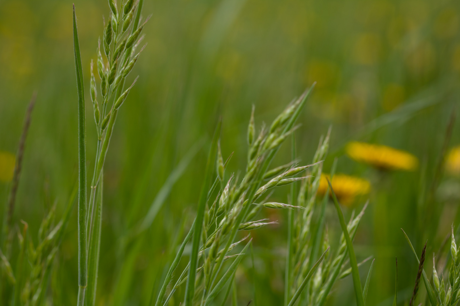 erba, campo, macro, verde, fiore, prateria, pianta, flora, macro, pascolo, agricoltura, prato, prato, prateria, raccolto, impianto di terra, pianta fiorita, avvicinamento, fotografia macro, famiglia di erba, staminali vegetali, Hierochloe