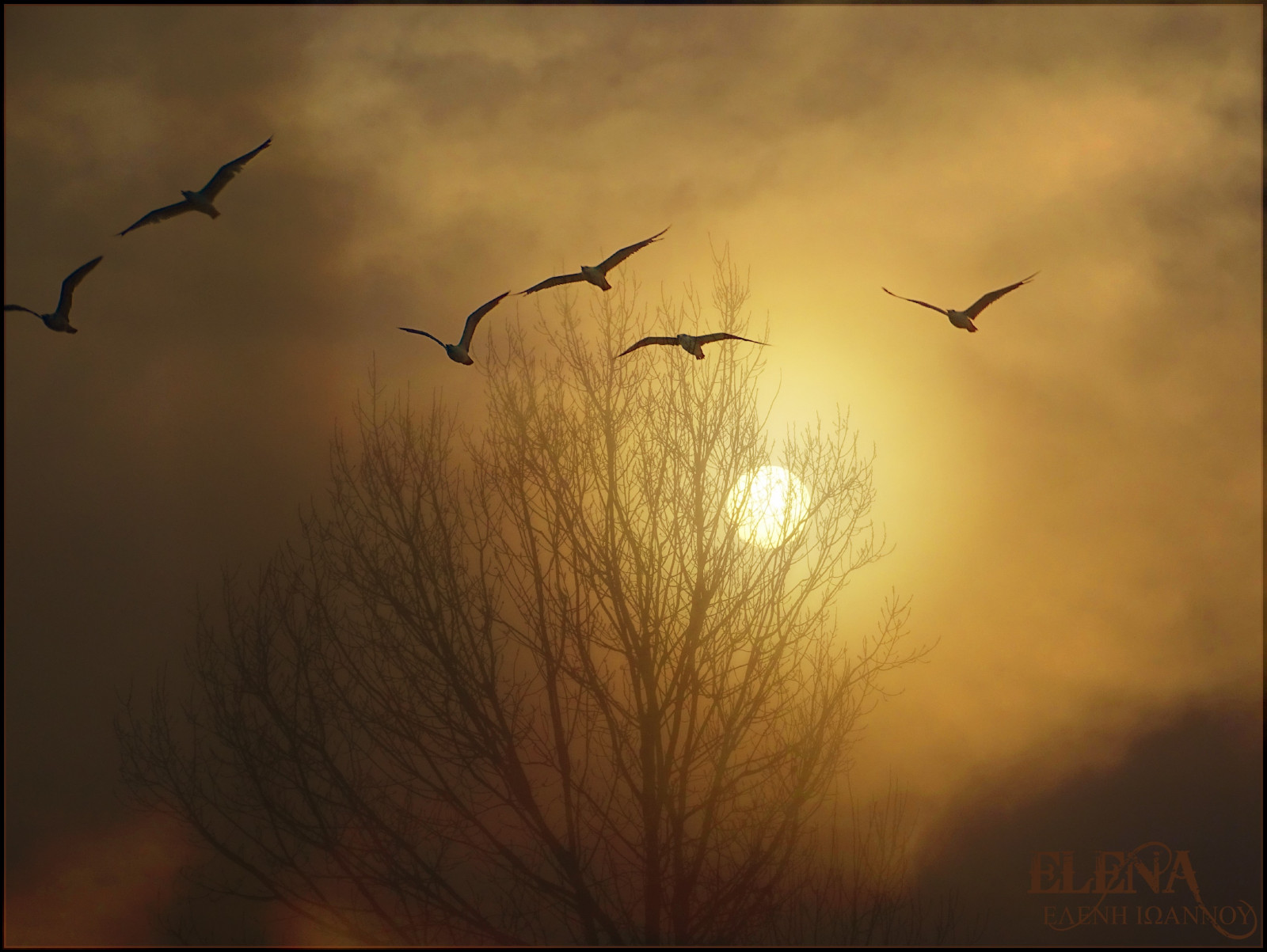 fugle, solnedgang, afspejling, solopgang, aften, morgen, Sol, Sony, Grækenland, Makedonien, daggry, fugl, Foto, tidløs, vinge, NGC, atmosfærisk fænomen, magaphotoaward, migration dyr, Kavala, elenaioannou