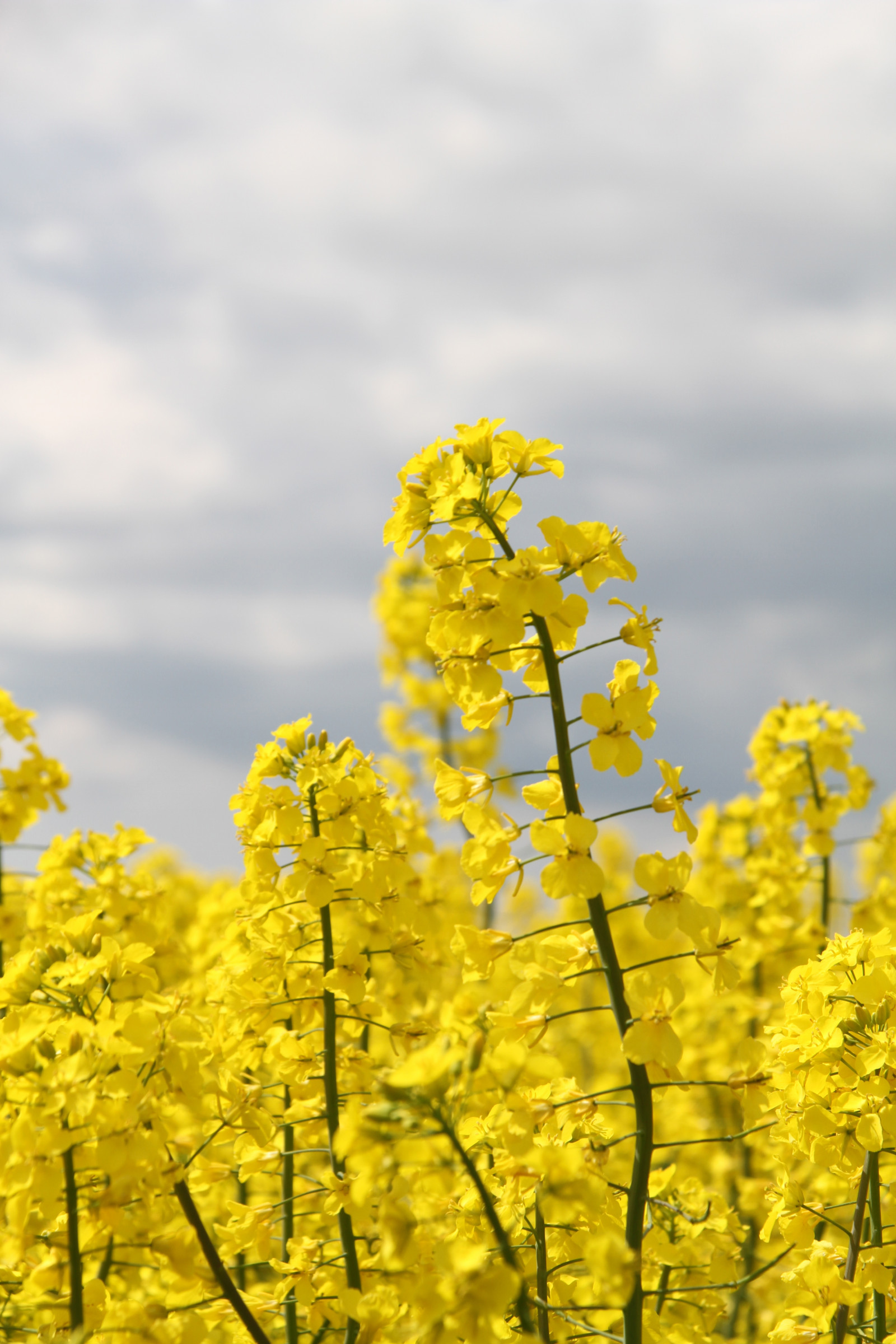 Wallpaper : sunlight, landscape, food, sky, field, yellow, blossom ...