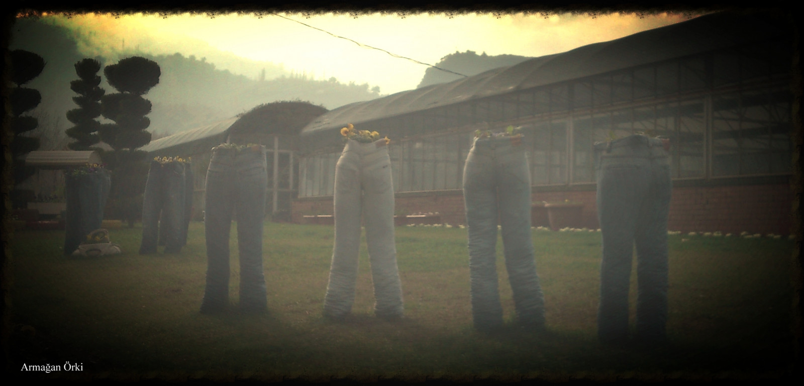 květ, krocan, Jean, Turkiye, hrnec, džíny, květináč, kot, Manisa, Saks, kur Unlu, Salihli, armaganorki, thebestofday, g n neniyisi