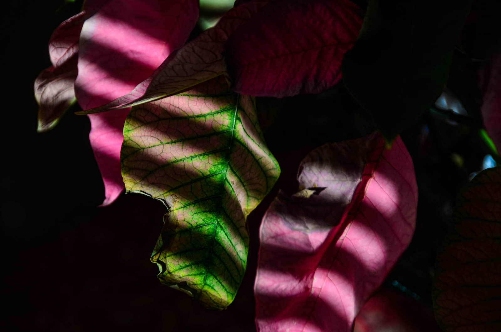 มีสีสัน, ใบไม้, มืด, นามธรรม, สีแดง, สีม่วง, สีเขียว, เช้า, Nikon, เส้น, สีชมพู, หลอดเลือดดำ, ภายใน, สี, เงา, ใบไม้, ดอกไม้, ปลูก, พืช, ในร่ม, รูปแบบ, ความมืด, กลีบดอก, เซ็ทเทีย, sigma, nikond5100, โรงงานที่ดิน, พืชดอก, การถ่ายภาพมาโคร, ต้นกำเนิด, สร้างแรงบันดาลใจ, sigma18250mm