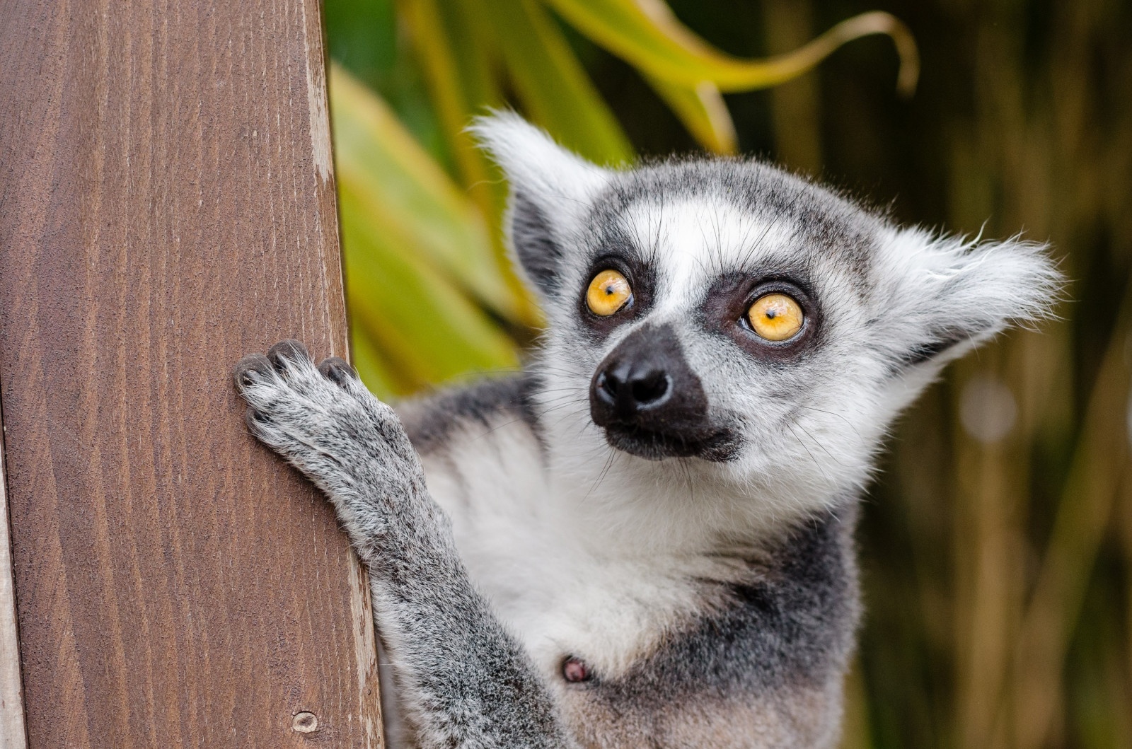 Volně žijících živočichů, dívej se, lemur, fauna, savec, puntíkovaný, obratlovců, zblízka, primát