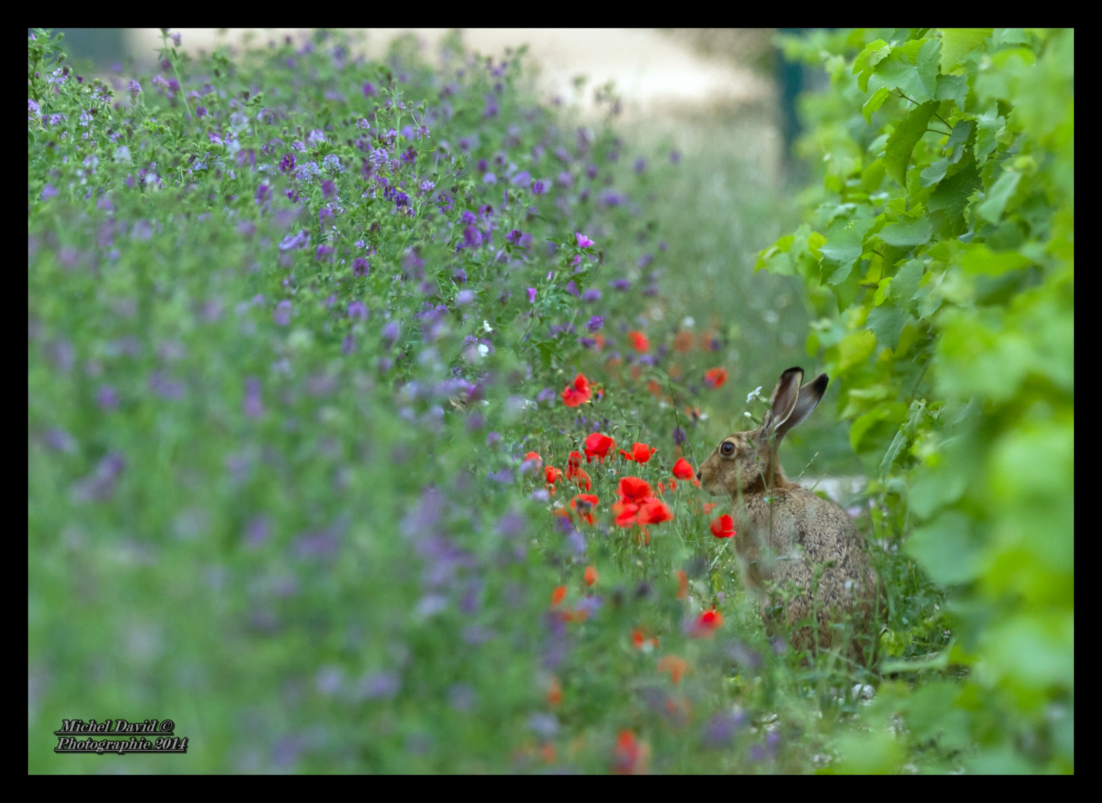 natura, natura, Francia, fiore, pianta, flora, prato, flickraward, canon7d, fauna, Fiore di campo, animaux, Champagne-Ardenne, Li vre, impianto di terra, pianta fiorita, ecosistema, arbusto