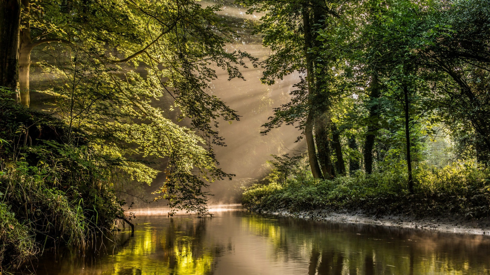 slunečnímu záření, les, jezero, voda, Příroda, odraz, řeka, divočina, rybník, džungle, proud, bažina, deštný prales, mokřadní, strom, podzim, list, květ, bayou, zálesí, místo výskytu, přírodní prostředí, atmosférický jev, vodní, dřevina, geografický rys, ekosystém, tělo z vody