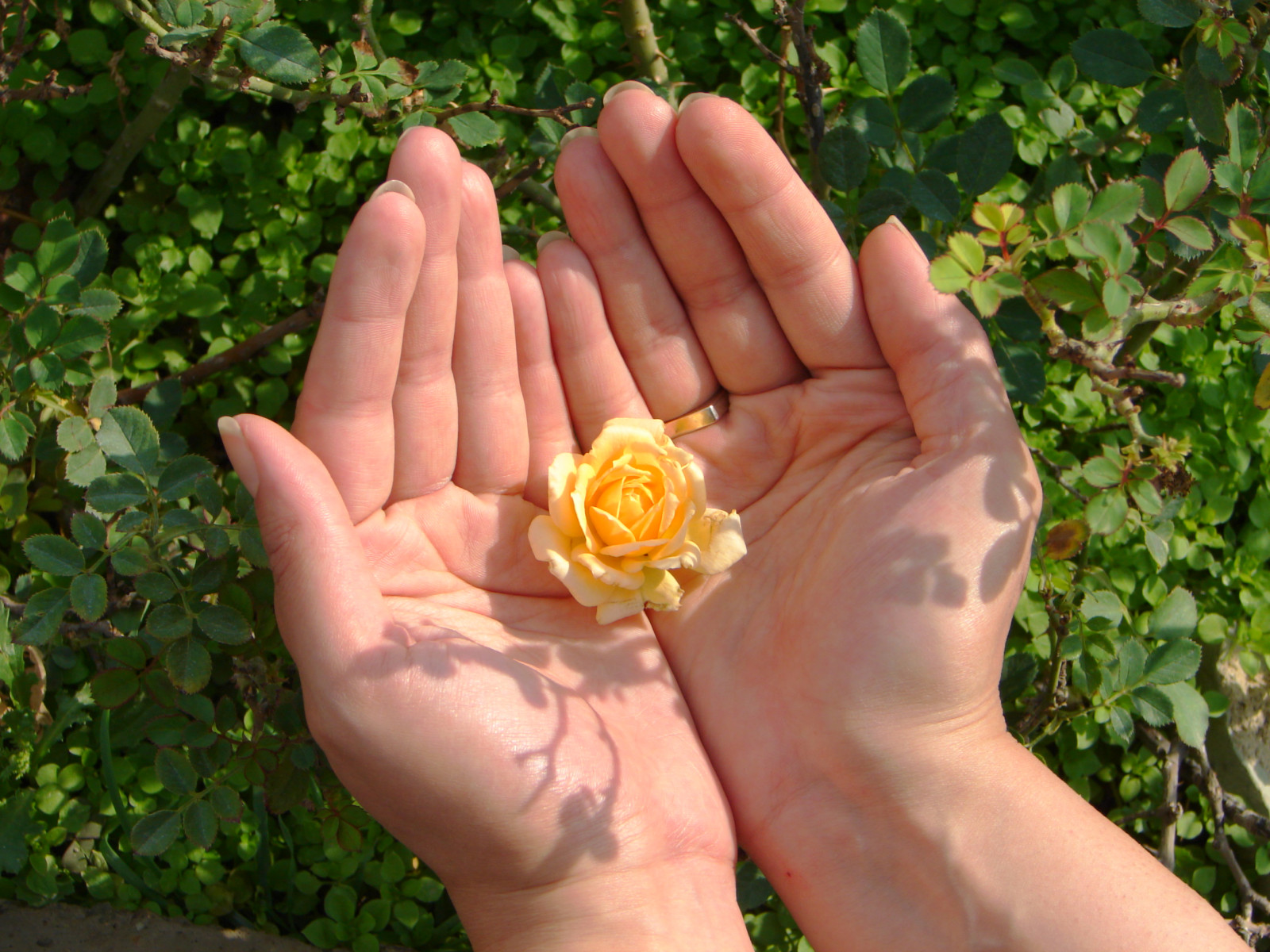 hænder, græs, gul, Rose, Fersken, Sabre, Iran, Teheran, islam, persisk, blomst, flora, hånd, søm, finger, kronblad, interestingness, persia, iransk, hellig, rosenfamilien, eid, bede, flickrexplore, farsi, ramazan, Hamed, Ramadhan, Fitr, fetr, Eslam