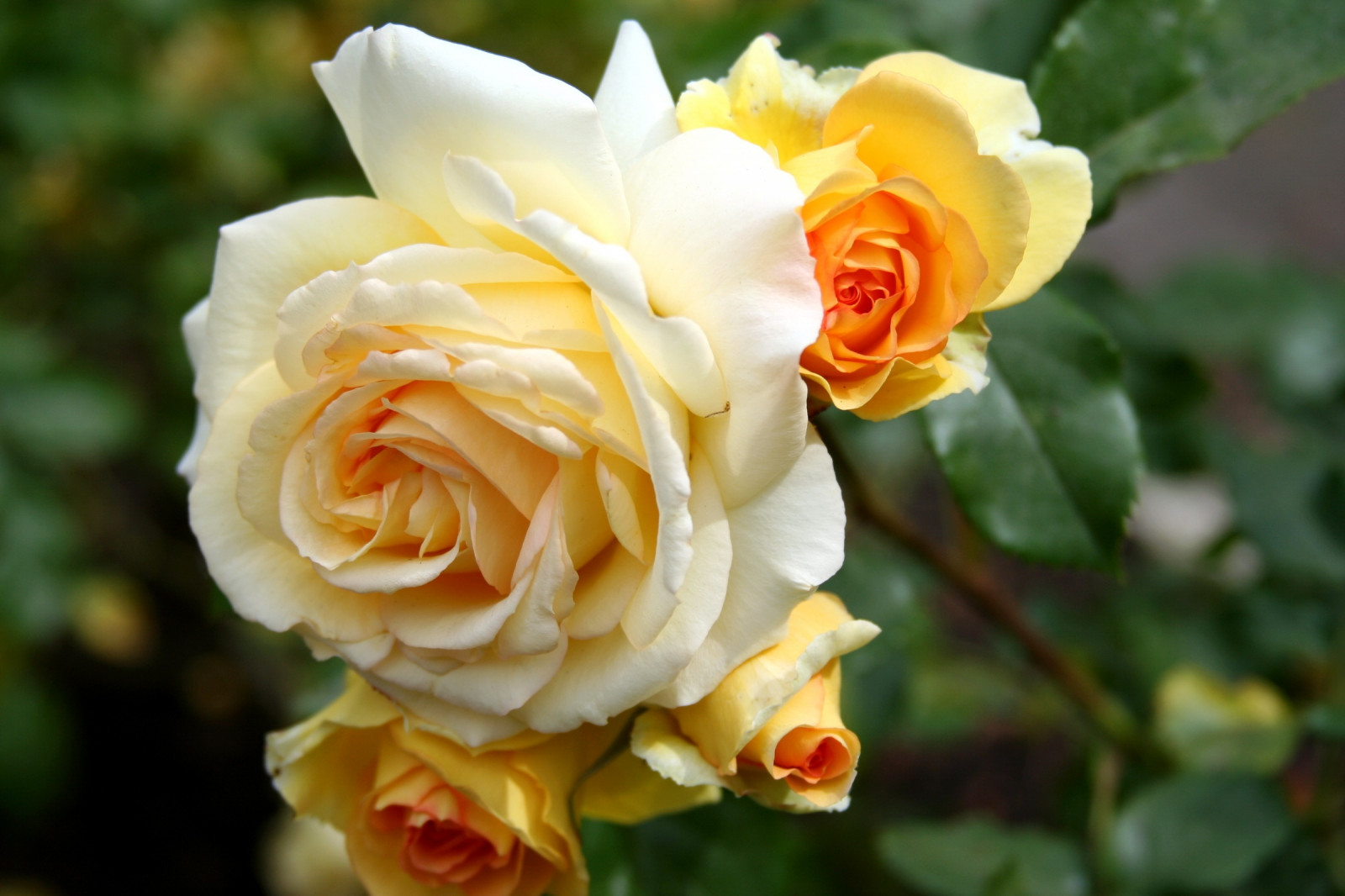 le foglie, fiori, giallo, rosa, fiore, pianta, flora, Rose, petalo, botanica, impianto di terra, pianta fiorita, avvicinamento, fotografia macro, staminali vegetali, rose da giardino, famiglia di rosa, ordine di rosa, floribunda, radica austriaco