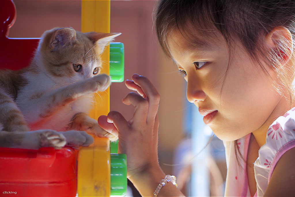 gatto, animali, ritratto, bambini, sedia, Vietnam, pelle, giocando, giocare, Gattino, Viso, bellissimo, bambino, carina, ragazza, bellezza, ragazze, occhio, divertimento, gattino, simpatico, casa, bello, facce, mammifero, innocenza, innocente, vertebrato, gatto come mammifero, bambino piccolo, di piccole e medie dimensioni gatti, infantile, backlighitng