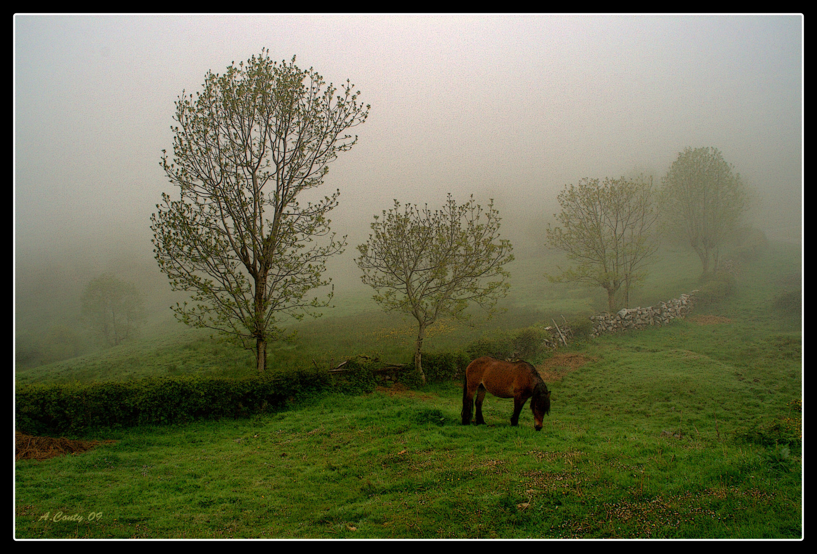 sollys, landskab, Skov, bakke, græs, himmel, Mark, grøn, morgen, tåge, dyreliv, gård, Canon, atmosfære, Nationalpark, træ, tåge, blad, græsarealer, græs, eng, almindeligt, ol tusfotos, asturias, highland, skov, prærie, landdistrikt, vedplante, hill station, græsning, økoregion, ea1kb