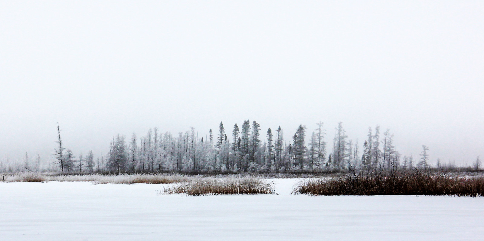 Wallpaper trees, landscape, lake, nature, snow, winter, ice, morning