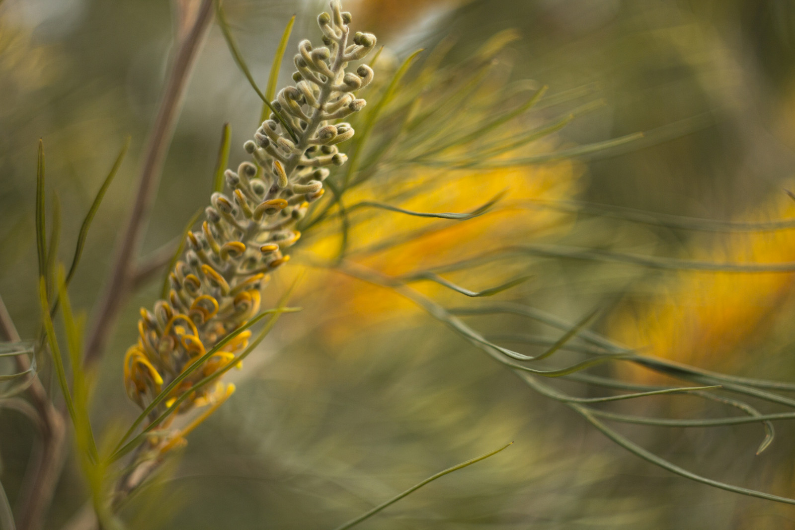 have, natur, græs, parkere, vinter, gul, Canon, bokeh, Australien, hjemmehørende, Victoria, australsk, Melbourne, 2014, plante, flora, dOF, august, vegetation, botanicgarden, eos, 60d, wildflower, prærie, tæt på, makrofotografering, græs familie, stængelplante, handelsvare, sprinter, Grevillea, Cranbourne, australiangarden, royalbotanicgardenscranbourne, cranbournebotanicgardens