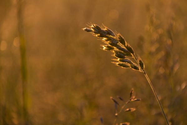 sunrise,geolocation,grass,dawn,soluppgang,gryning