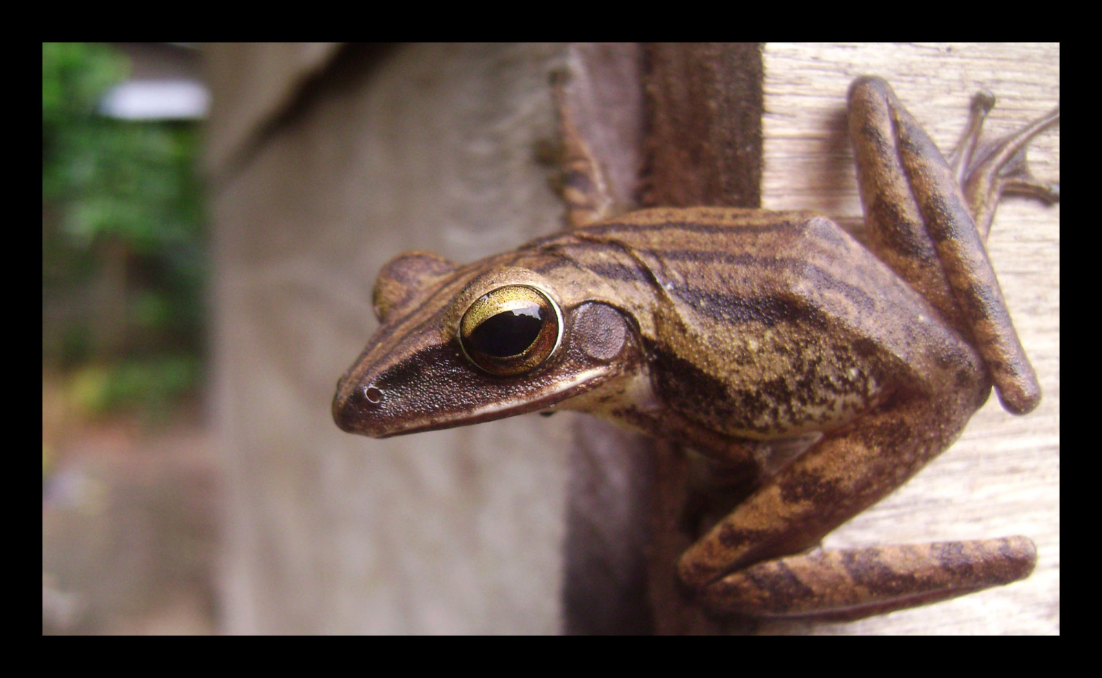 Fondos De Pantalla Ranidae Anfibio Sapo Fauna Terrestrial Animal 