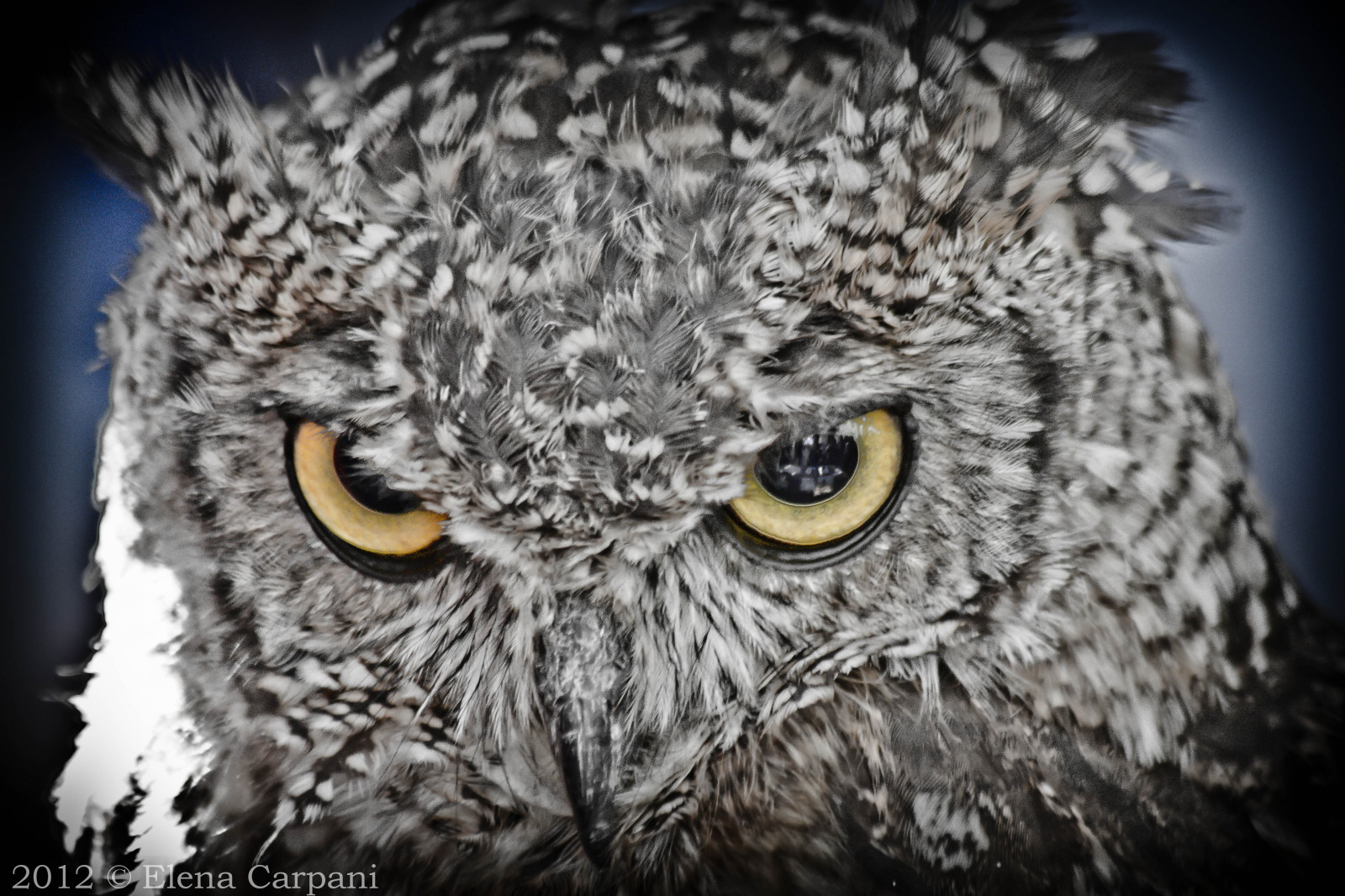 oči, žlutý, Volně žijících živočichů, Kánon, dravý pták, sova, orel, zobák, pták, Pírko, tma, ritratto, eos, 7d, fauna, Occhi, počítač tapeta, Černý a bílý, zblízka, čenich, velký šedý sova, organismus, portriat, Gialli, Gufo