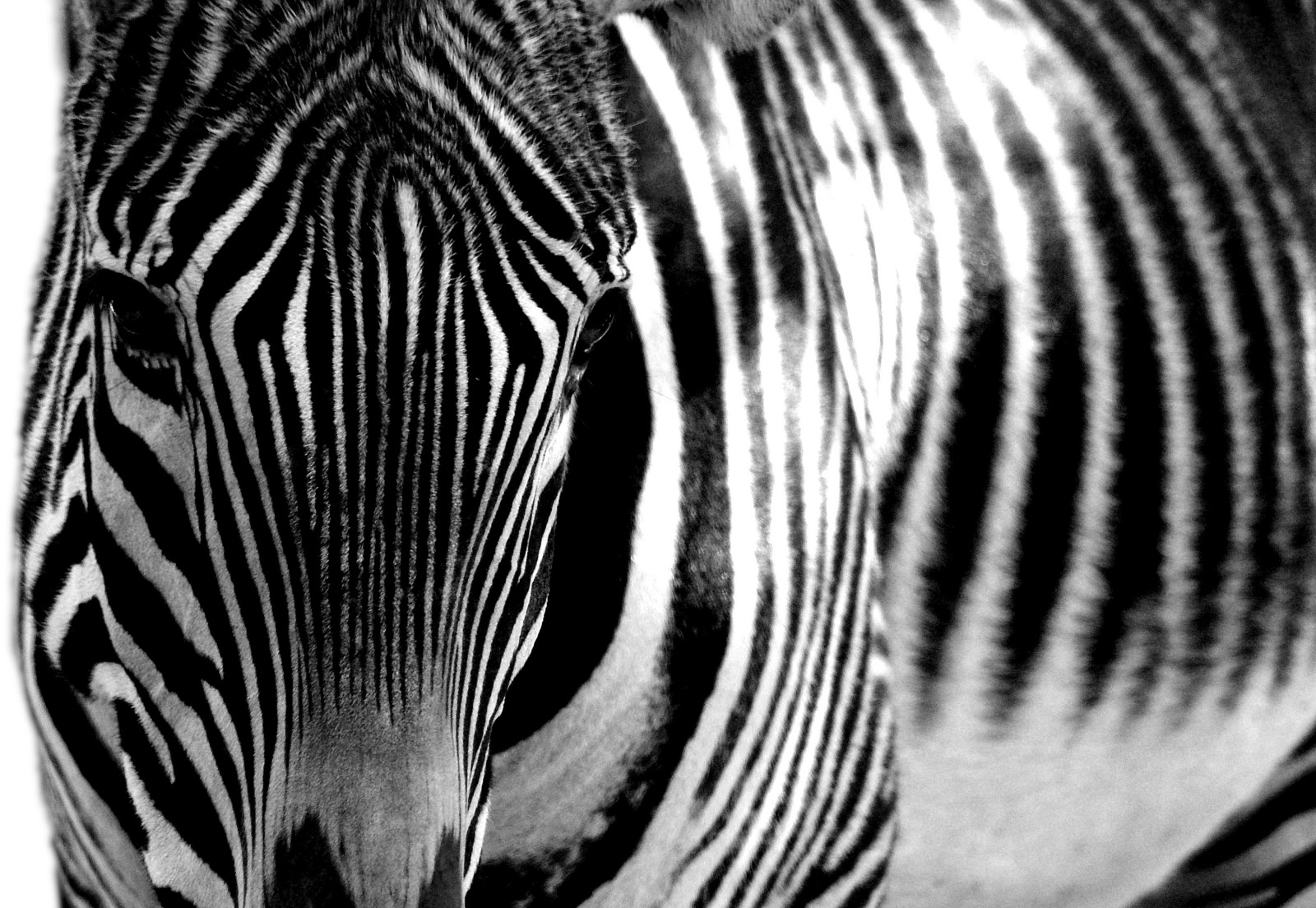 Afrika, sportovní, Utah, dof, bokeh, Ogden, vítězové, grevyszebra, flickrsbest, abigfave, abigfav, Topofutah, micatotours, Stevenford, Životě, Snowbasinbumps, Fordesignnet, Utahtravel, Westerntravel