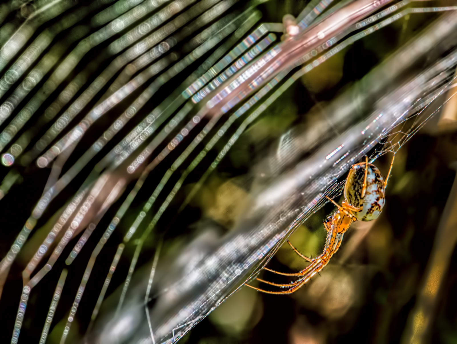 orange, Sol, sollys, makro, natur, skønhed, græs, solskin, insekt, spekulerer, edderkop, bokeh, web, Spindlere, tidlig morgen, udforske, dug, græsarealer, spidersweb, leddyr, catchlights, nantgwynantnikond800