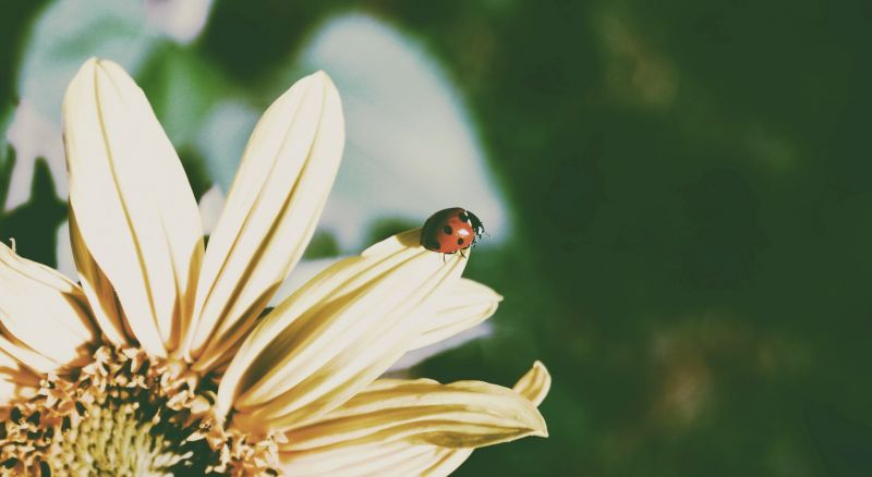 1920x1052 px,Flores,natureza