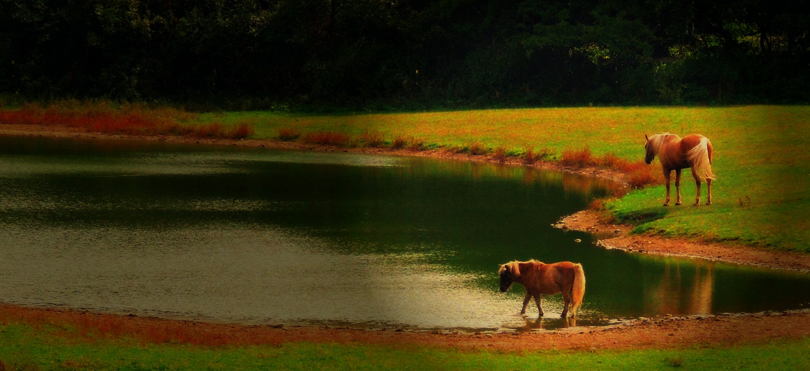 Ohio, cavallo, lago, natura, luce del sole, rurale, stagno, azienda agricola, settembre, pony, 2014, portagecountyohio, suffieldohio
