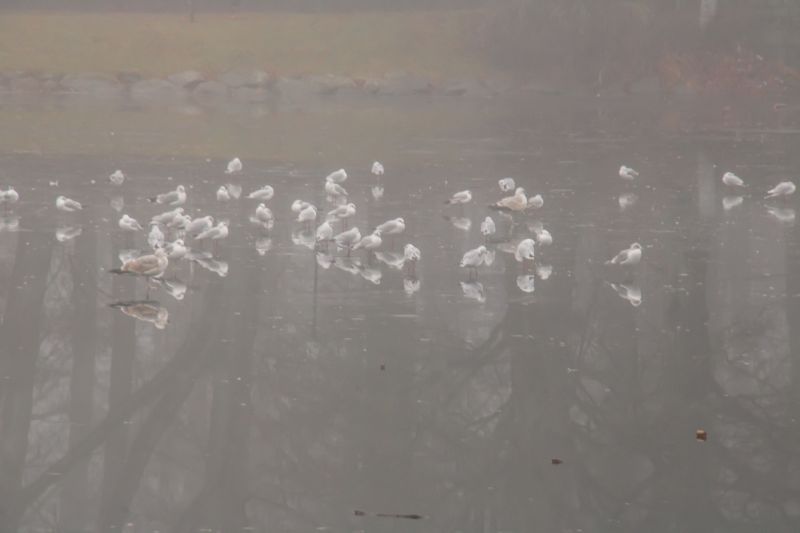 reflection, snow, wall, rain, ice, mist reflection, snow, wall, rain, ice, mist